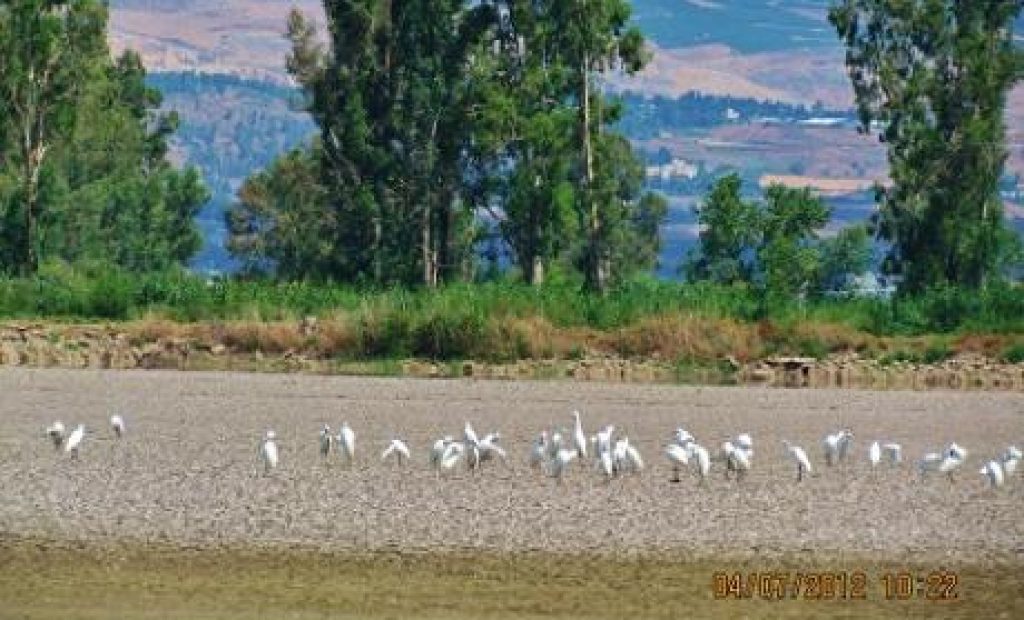 דייגי להבות בפעולה