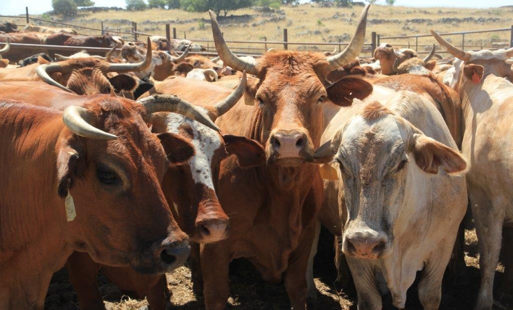 הרפתקאות בלהבות