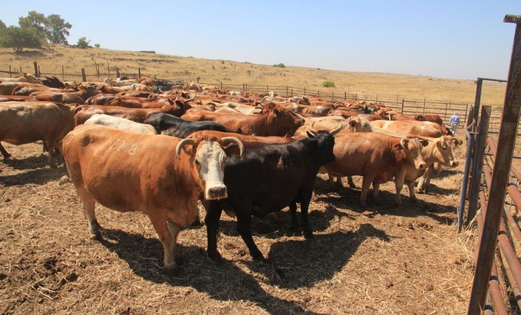 הרפתקאות בלהבות