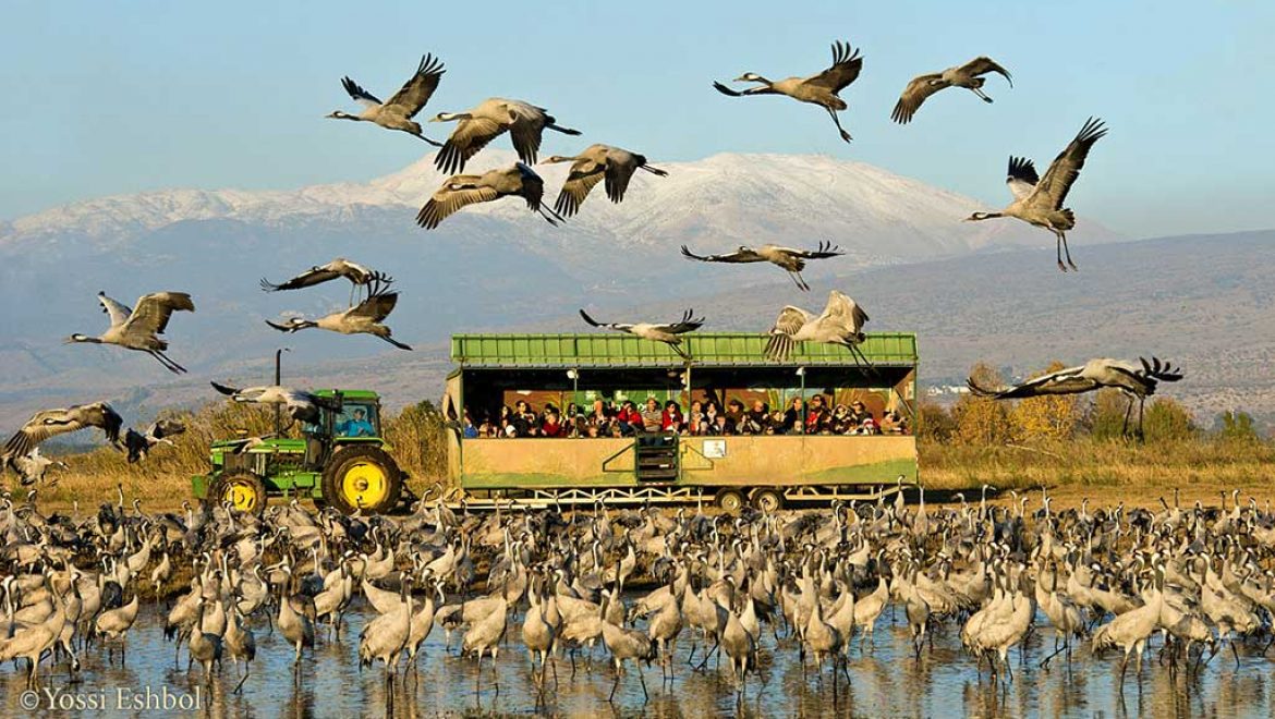 סיורי צפרות ייחודים בעגלות המסתור באגמון החולה בסוכות